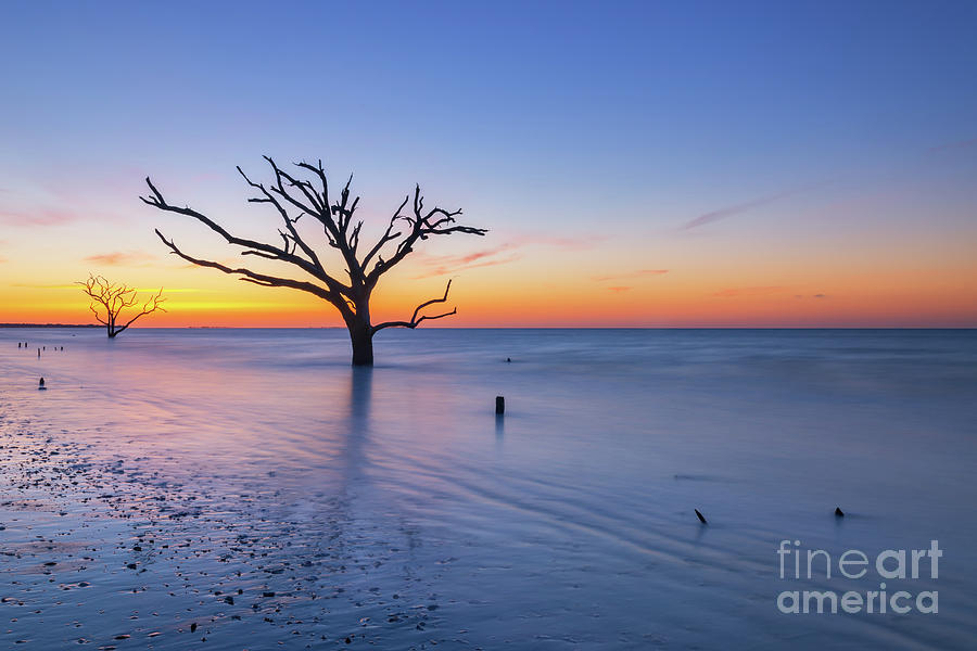 Dead Forest Sunrise  Photograph by Michael Ver Sprill