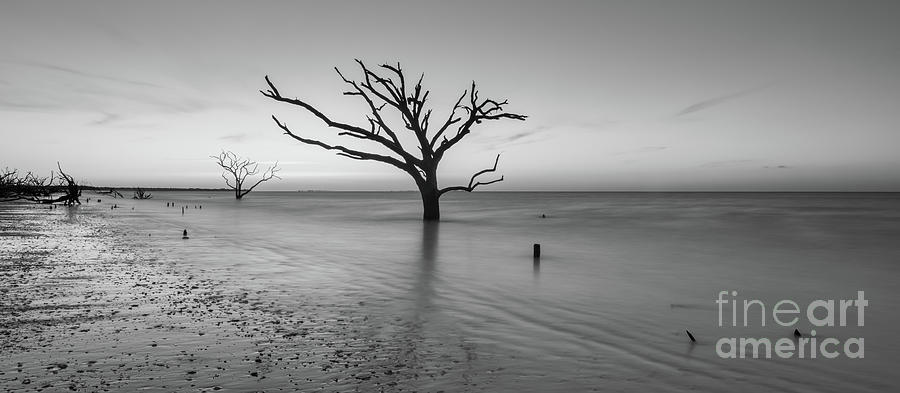 Dead Forest Sunrise Pano BW Photograph by Michael Ver Sprill