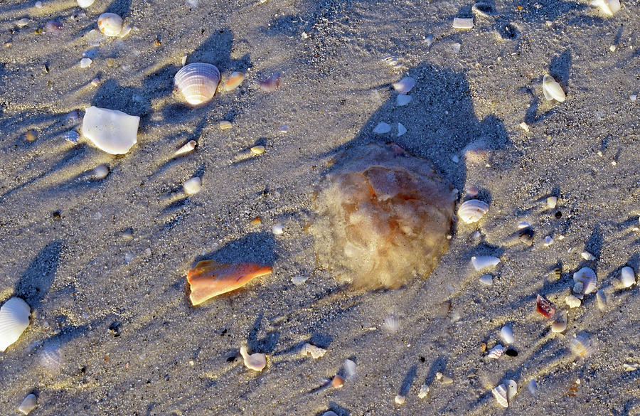 Dead Jellyfish Photograph by Larah McElroy