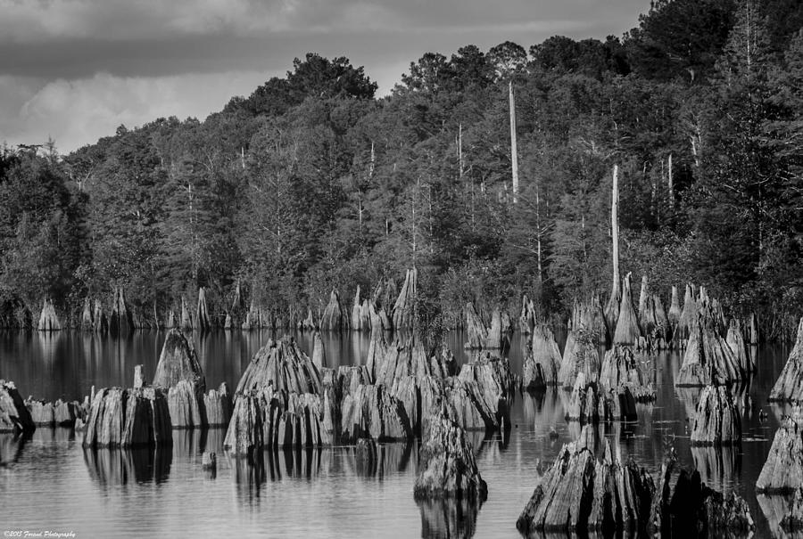 Dead Lakes Cypress Stumps BW  Photograph by Debra Forand