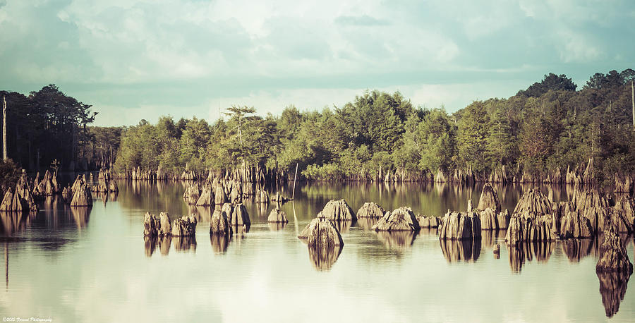 Dead Lakes Florida 2  Photograph by Debra Forand