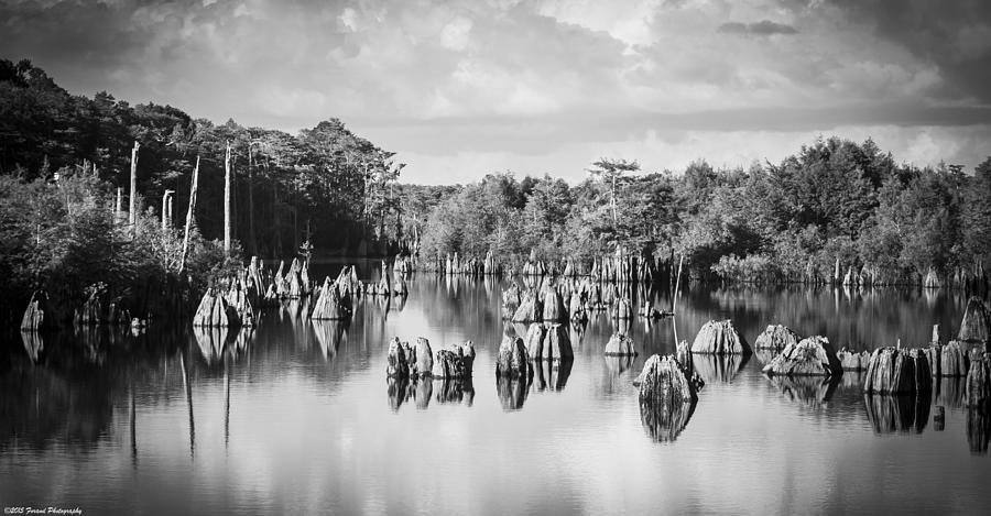 Dead Lakes Florida Black and White Photograph by Debra Forand