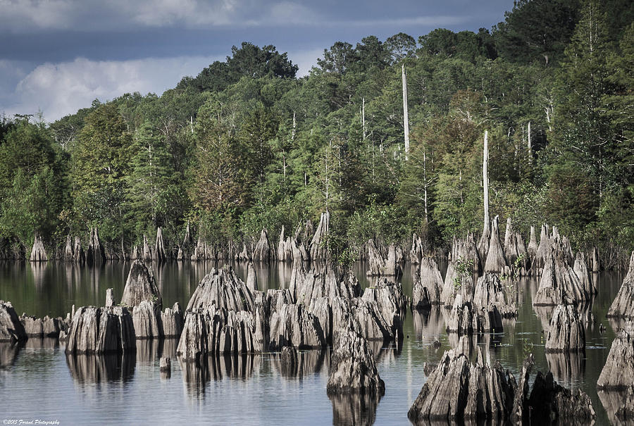 Dead Lakes Cypress Stumps Photograph by Debra Forand