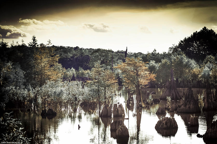Dead Lakes Grunge Style Photograph by Debra Forand