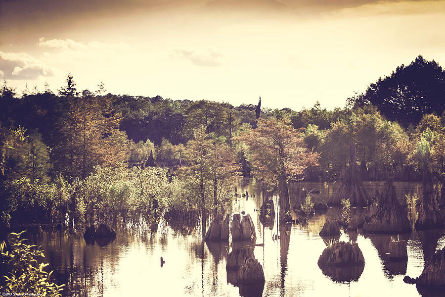 Dead Lakes With A Vintage Twist  Photograph by Debra Forand