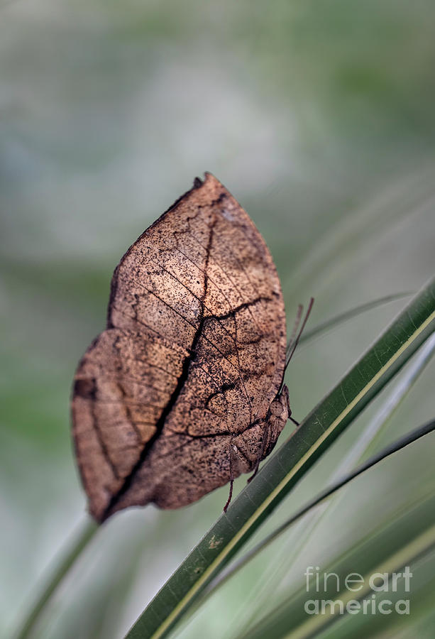 Butterfly Photograph - Dead Leaf Butterfly Macro by Brandon Alms