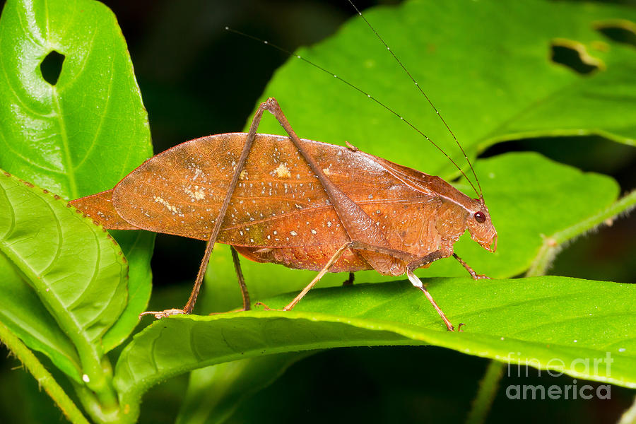 Dead Leaf Katydid Photograph by B.G. Thomson