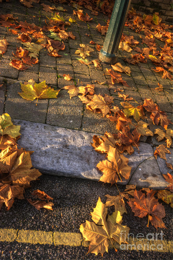 dead leaves on the ground