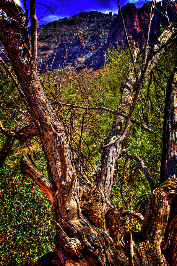 Dead Mesquite Guarding the Trail Photograph by Roger Passman