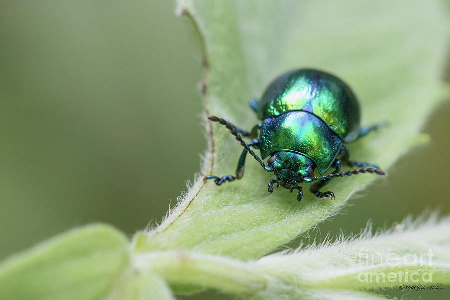 Dead-nettle leaf beetle - Chrysolina fastuosa Photograph by Jivko Nakev