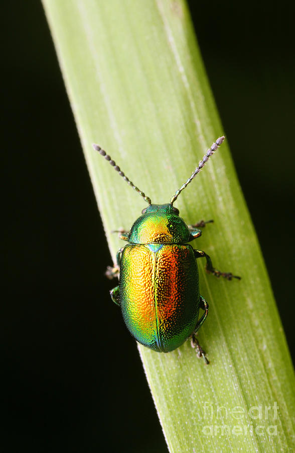 Dead-nettle Leaf Beetle Photograph by Matthias Lenke