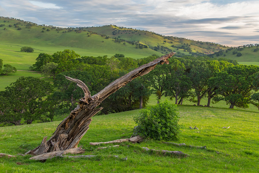 Dead Oak at Round Valley Photograph by Marc Crumpler