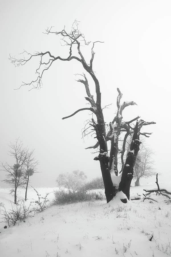 Dead Oak in Snow Photograph by Alexander Kunz