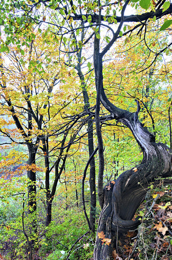 Dead Of Autumn 2 Photograph by Bonfire Photography