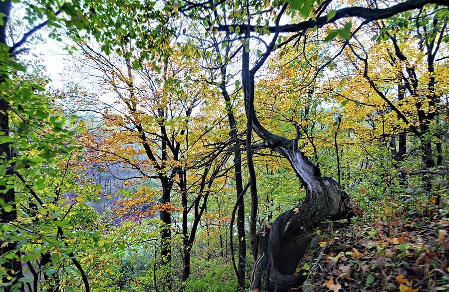 Dead Of Autumn Photograph by Bonfire Photography