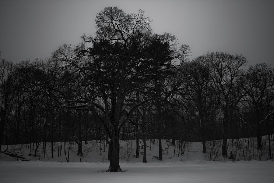 Tree Photograph - Dead of Winter by Christopher Di Nunzio Tree Photograph - Dead of Winter by Christopher Di Nunzio