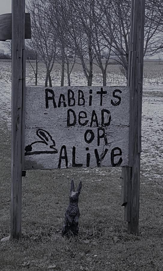 Dead Or Alive Ohio Rabbits B W  Photograph by Rob Hans