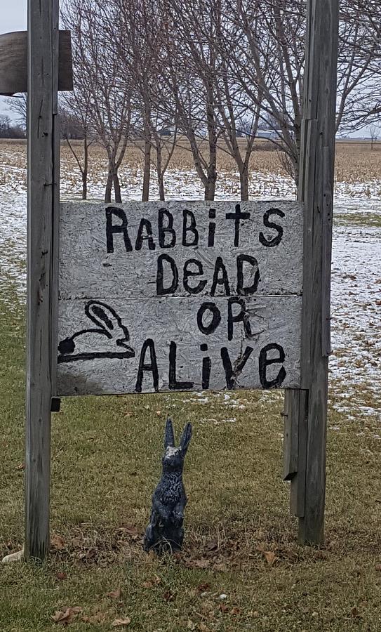 Dead Or Alive Ohio Rabbits Photograph by Rob Hans