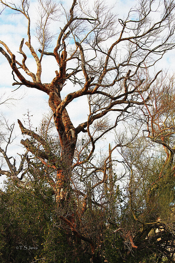 Dead Palo Verde Tree Digital Art by Tom Janca