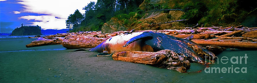 Dead Pilot Whale  Olympic National Park Washington State  Photograph by Tom Jelen