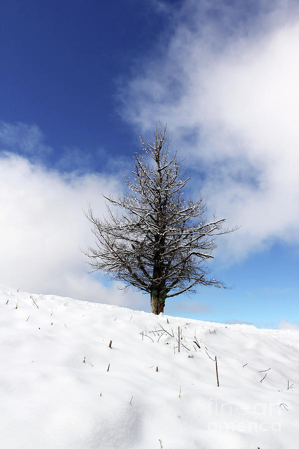 Dead Pine in Winter Photograph by Jennifer Robin