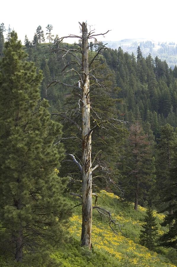 Dead pine Photograph by Sara Stevenson - Fine Art America