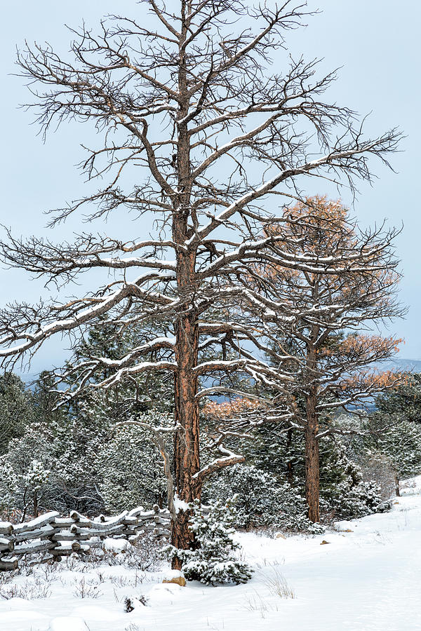 Dead Ponderosa Pines In Winter Photograph by Denise Bush