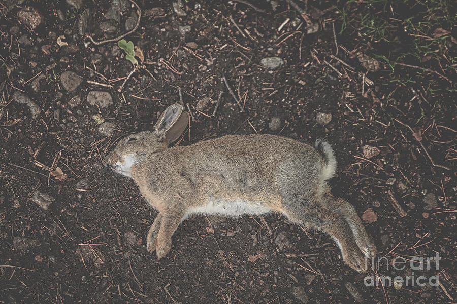 Dead hare Photograph by Patricia Hofmeester