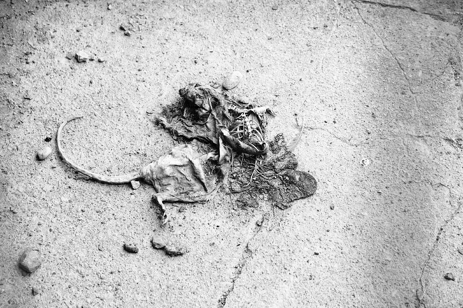 Dead Rat Photograph by Kreddible Trout