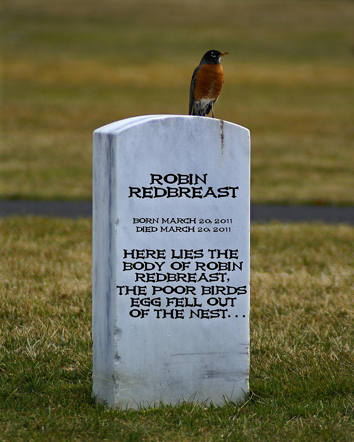 Dead Robin Photograph by Ben Upham III