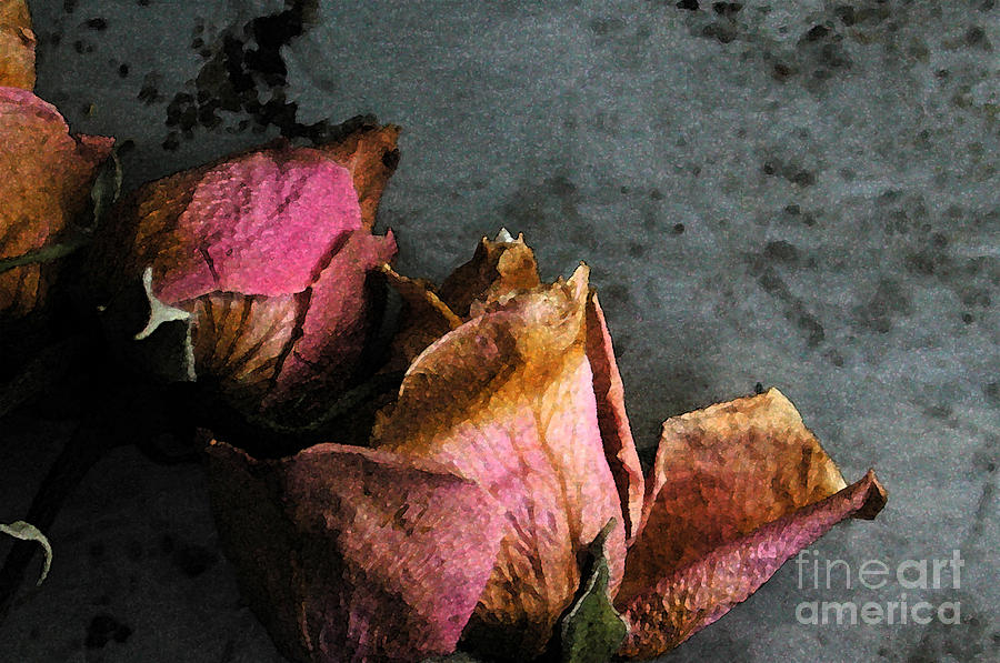 Dead Roses 1 Photograph by Kathi Shotwell
