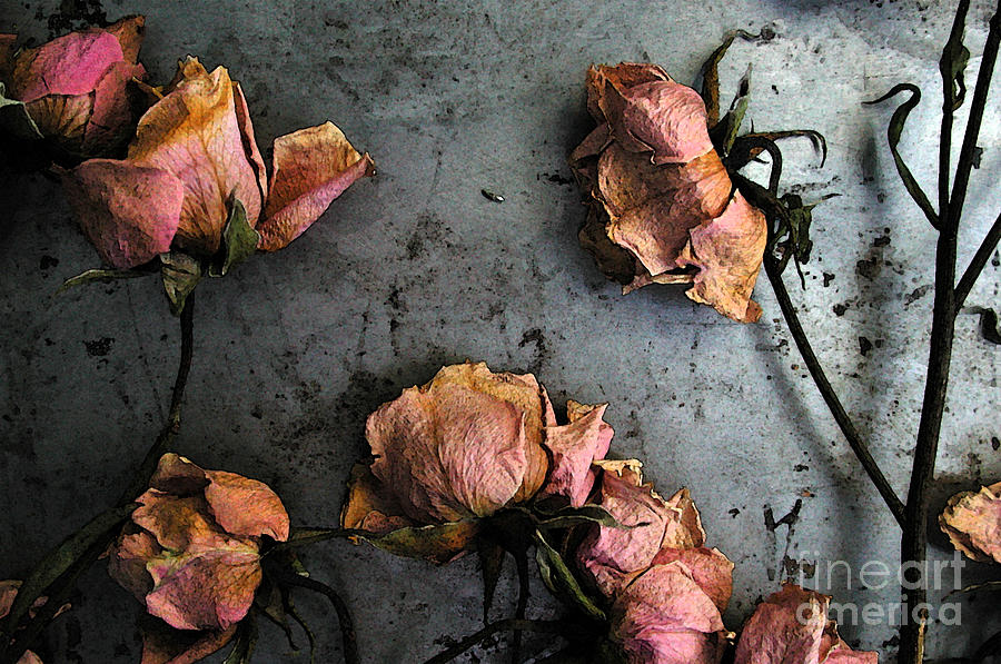 Dead Roses 4 Photograph by Kathi Shotwell