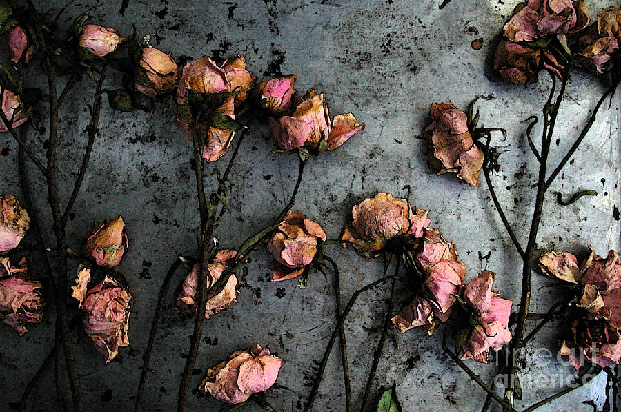 Dead Roses 5 Photograph by Kathi Shotwell