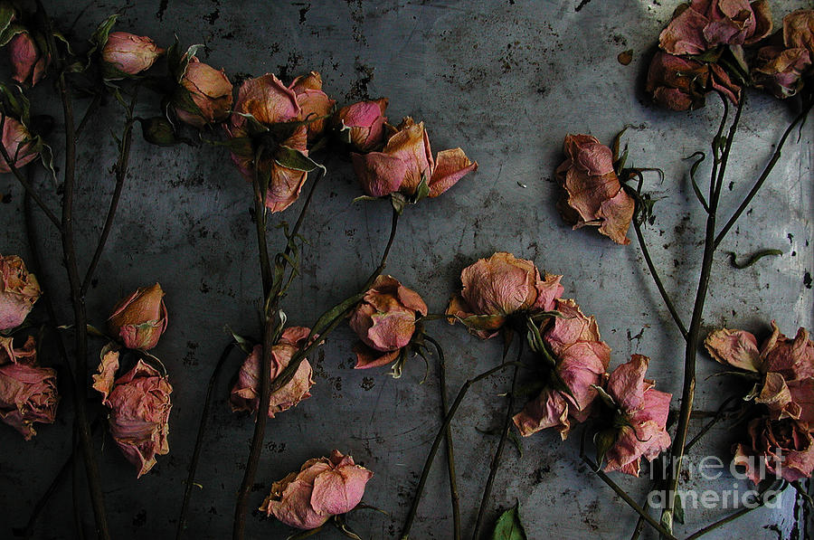 Dead Roses 6 - photo Photograph by Kathi Shotwell