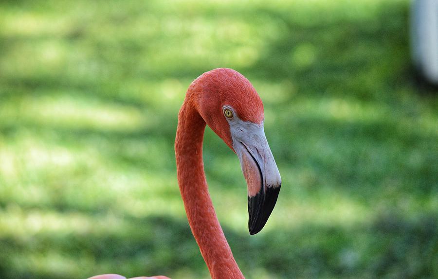Flamingo Photograph - Dead Stare  by Joseph Caban