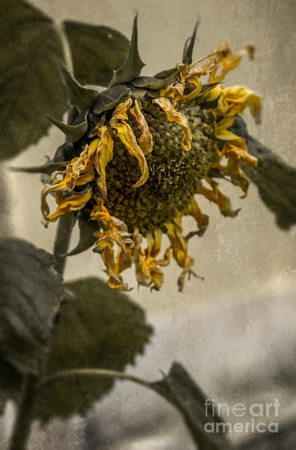 Sunflower Photograph - Dead Sunflower by Carlos Caetano