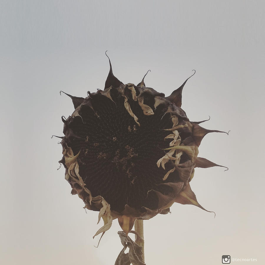 Sunflower Photograph - Dead Sunflower by Miguel Angel