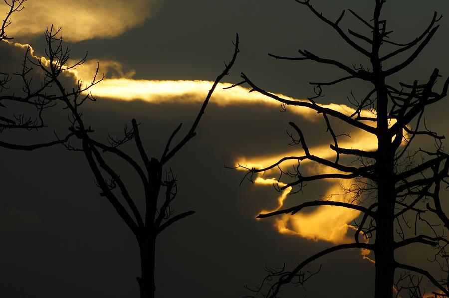 Dead Sunset Photograph by Lynda Dawson-Youngclaus