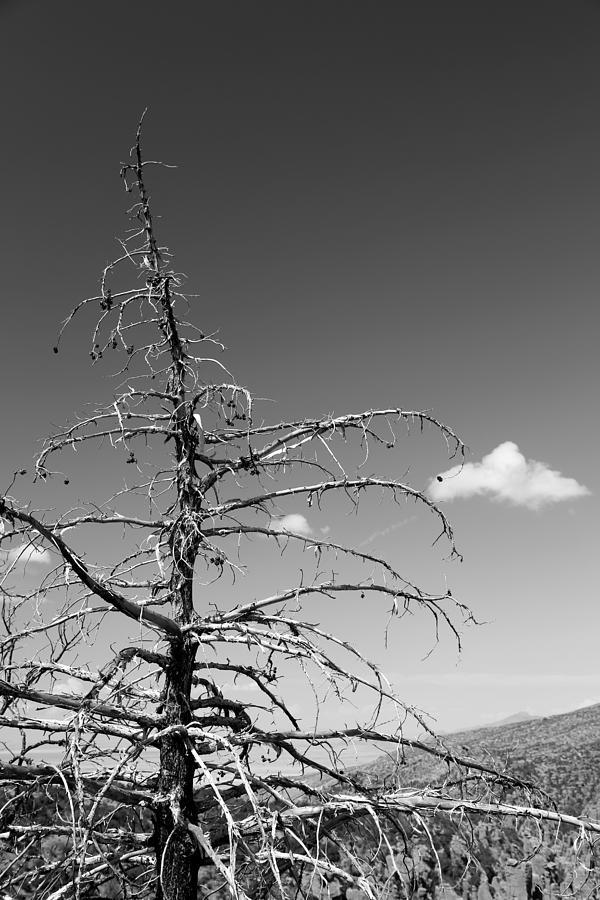 Dead Tree and Cloud BW Photograph by Mary Bedy