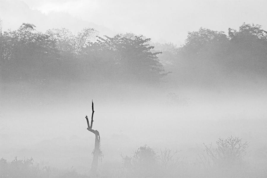 Dead Tree and Fog- St Lucia Photograph by Chester Williams