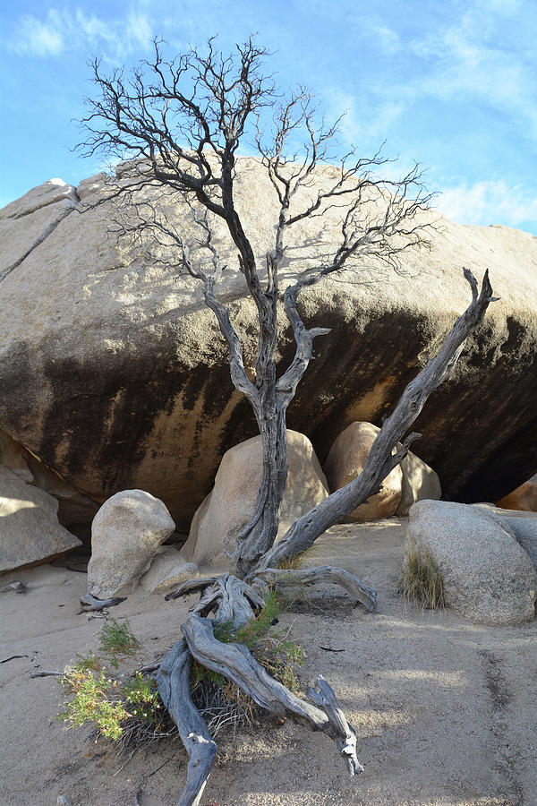 Dead Tree and Rocks Photograph by Richard Hoffkins - Fine Art America