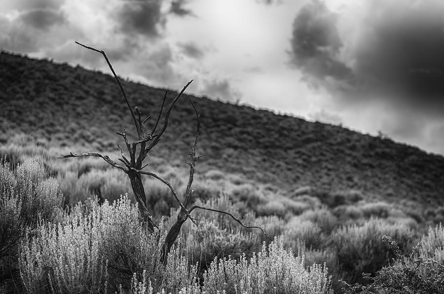 Dead Tree and Sagebrush in Front of A High Desert Landscape and Skyline with Dramatic Clouds Photograph by Brian Ball