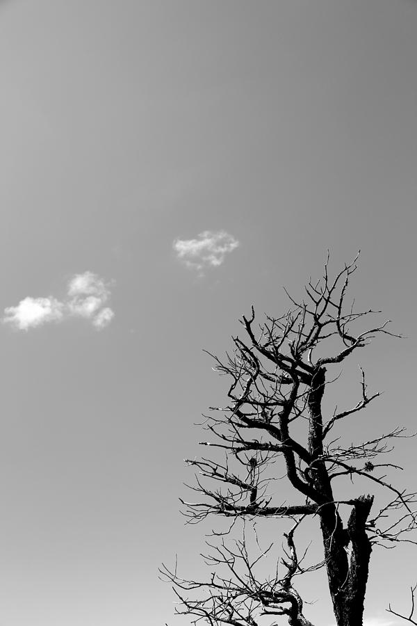 Dead Tree and Two Clouds BW Photograph by Mary Bedy