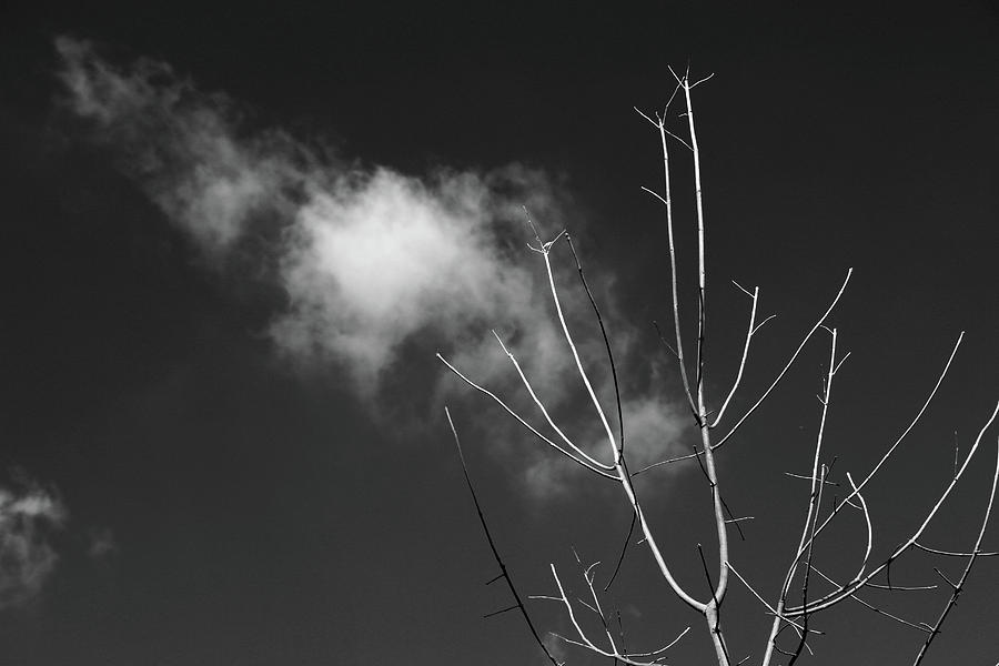 Dead tree and Wispy Cloud BW Photograph by Mary Bedy