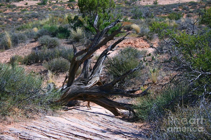 Dead Tree, Arches National Park Painting by Corey Ford
