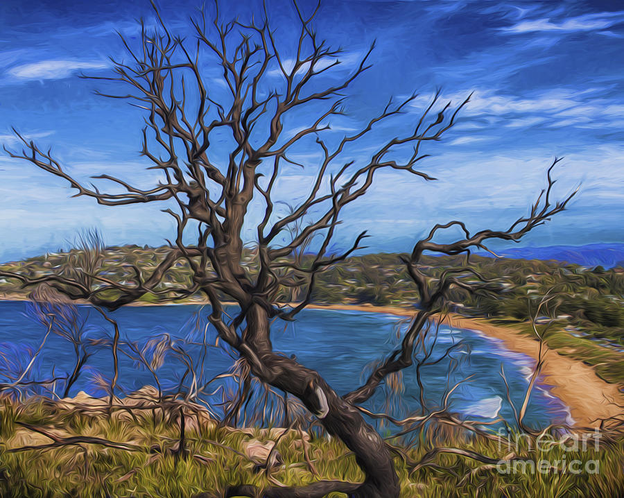 Dead tree at Barrenjoey Headland Photograph by Sheila Smart Fine Art Photography