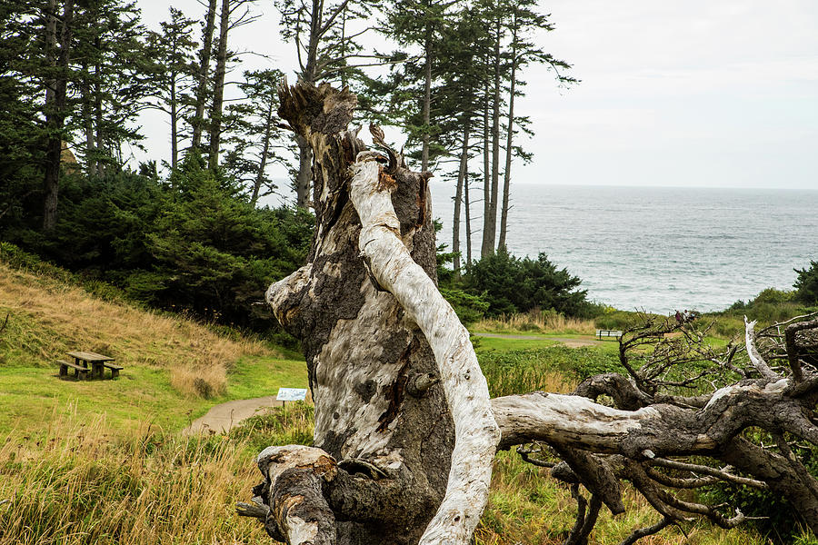 Dead Tree at Ecola Park Photograph by Tom Cochran