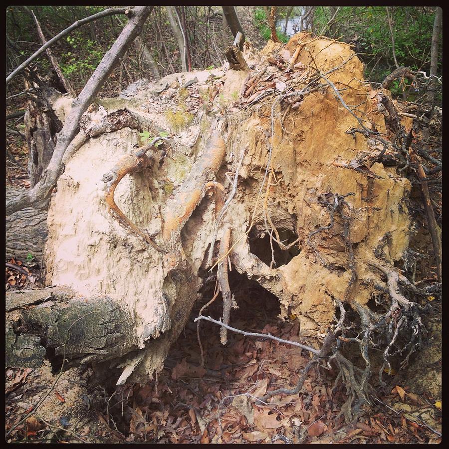 Dead Tree at Lake Matoaka Photograph by Will Felix