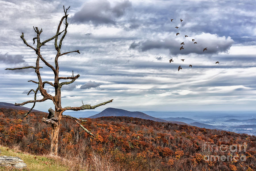 Dead Tree At Skyline Drive Photograph by Lois Bryan