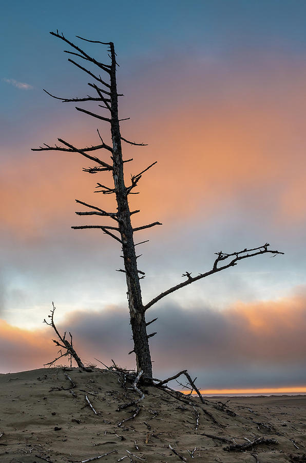Dead Tree at Sunset Photograph by Greg Nyquist